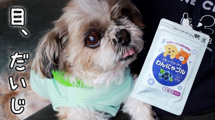 犬の目の病気を予防したい サプリ はじめます まろはるブログ