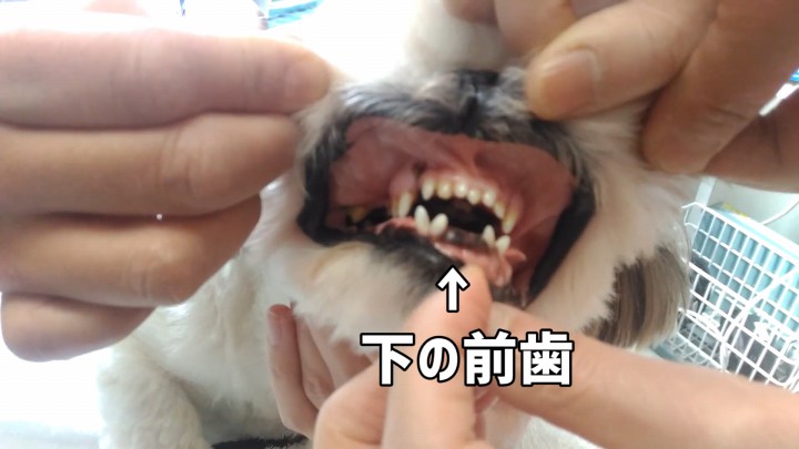 犬歯が多くて下の前歯がないシーズー犬
