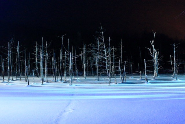 冬にライトアップされた北海道美瑛町の青い池