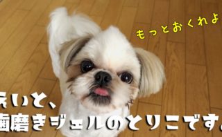 プロトリマーに聞く 犬のバリカン決定版18 次買うならどれ まろはるブログ